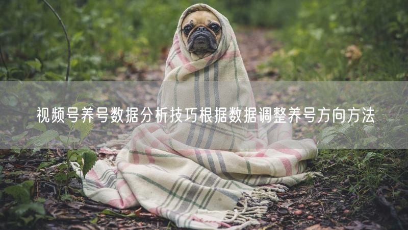 视频号养号数据分析技巧根据数据调整养号方向方法
