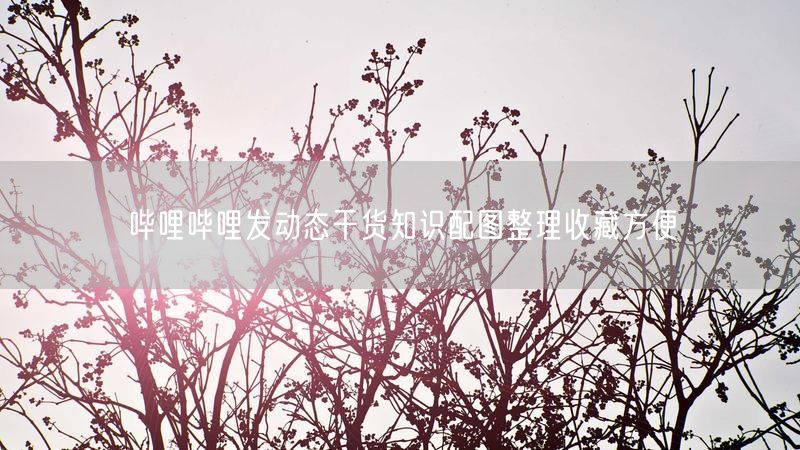 哔哩哔哩发动态干货知识配图整理收藏方便