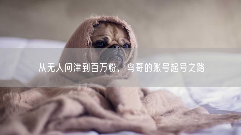 从无人问津到百万粉，鸟哥的账号起号之路